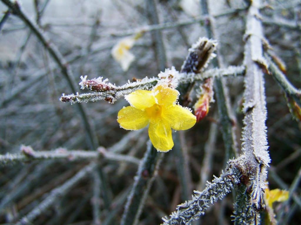 Winterbloeier geel