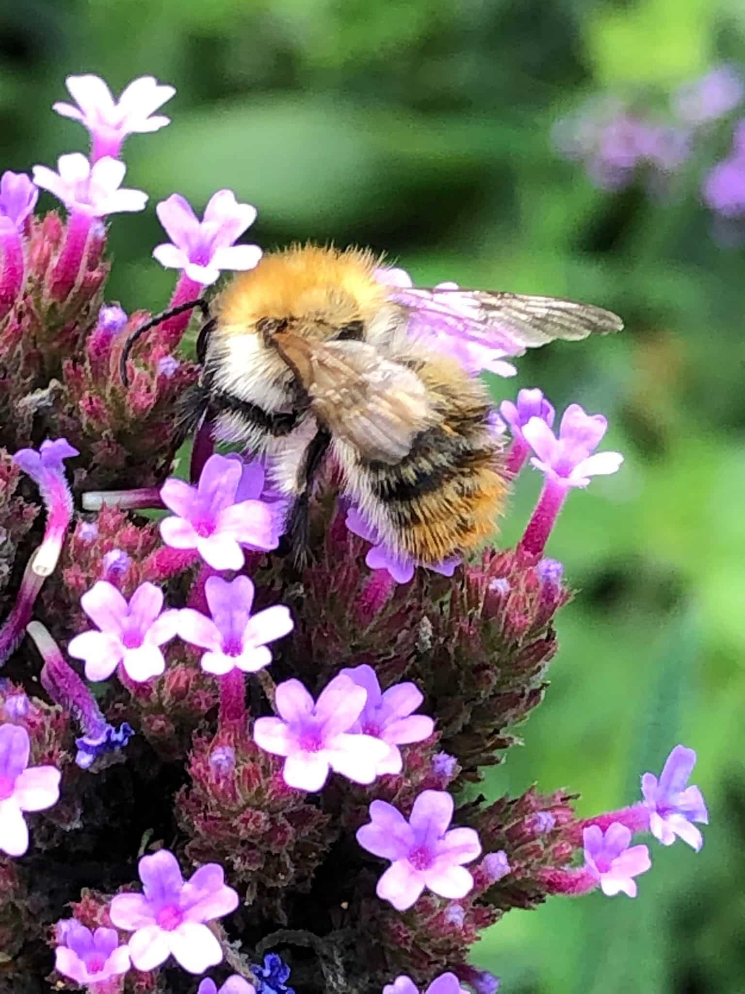 Tuin Lionne bij op paarse bloem Tuin Lionne bij op paarse bloem