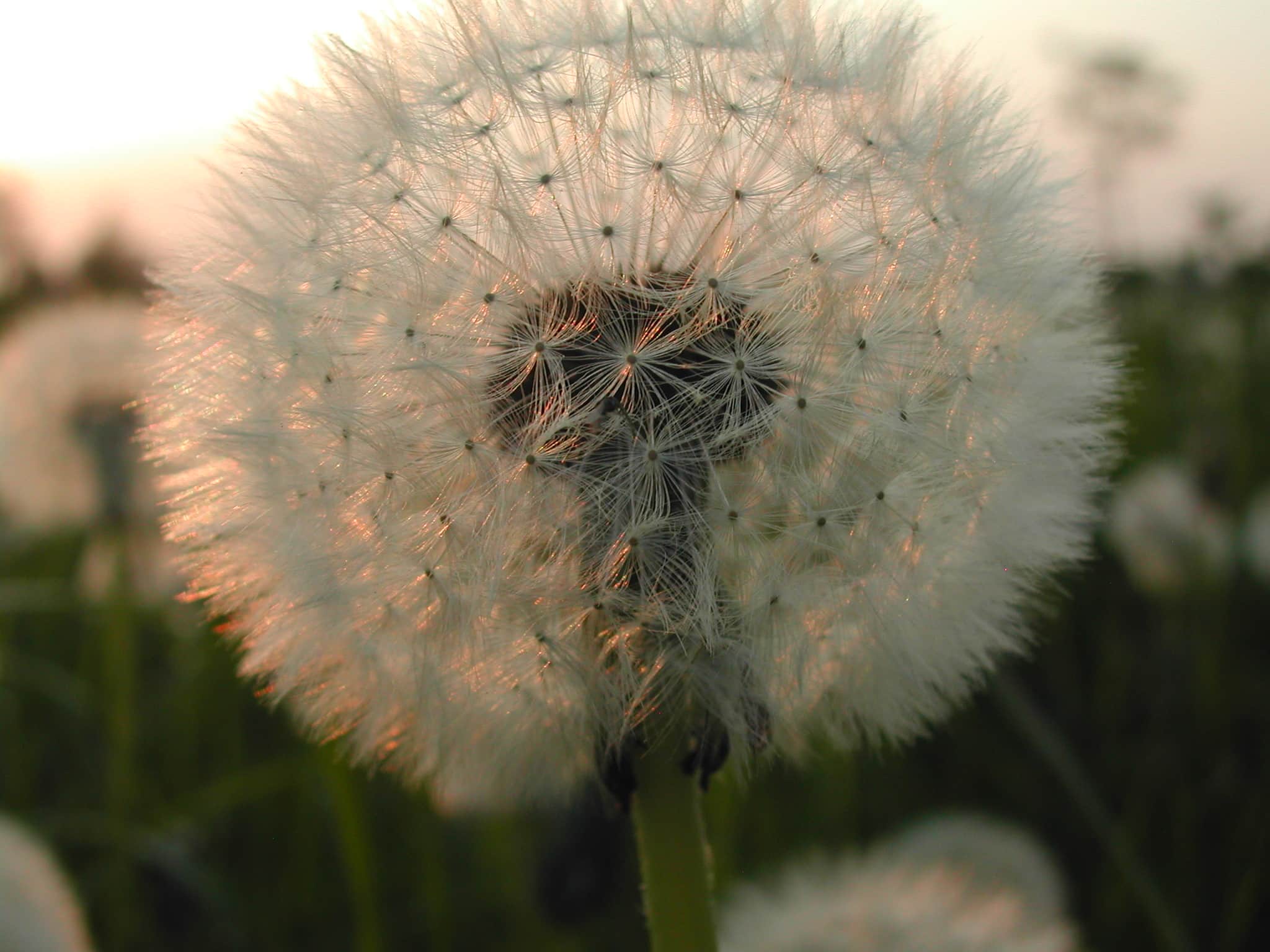 Pluis